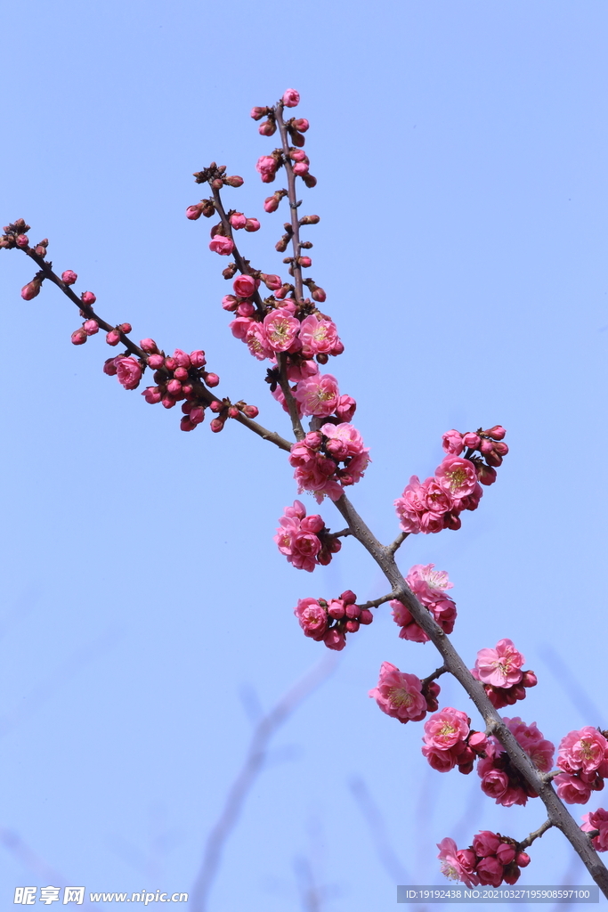 榆叶梅