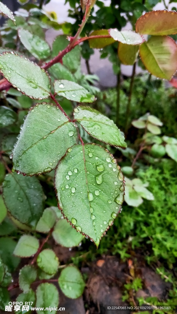 清晨月季