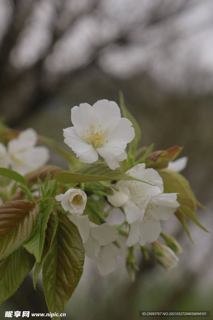 白色樱花3