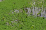 小二仙草科狐尾藻属植物