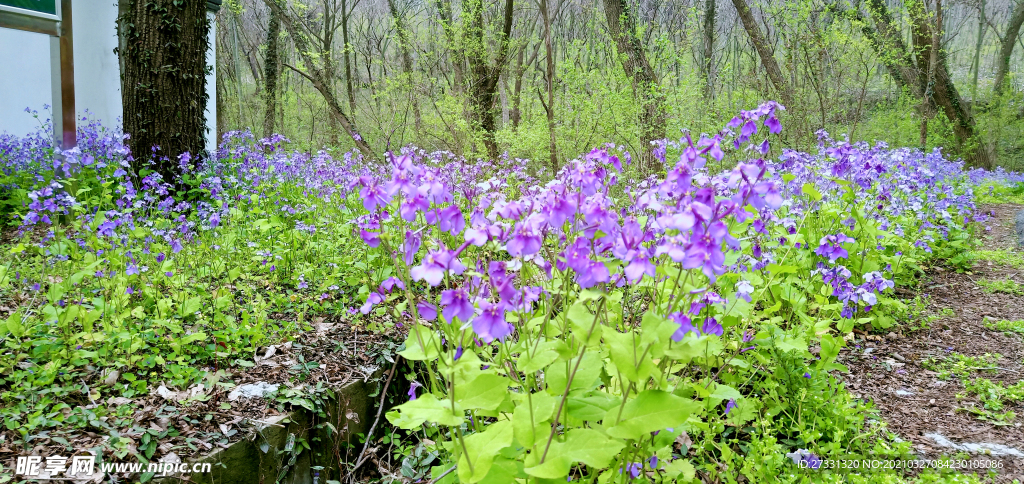 紫色诸葛菜花田