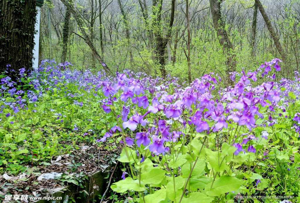 紫色诸葛菜花田