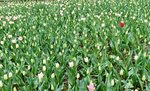 郁金香花田