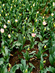 粉色郁金香花田