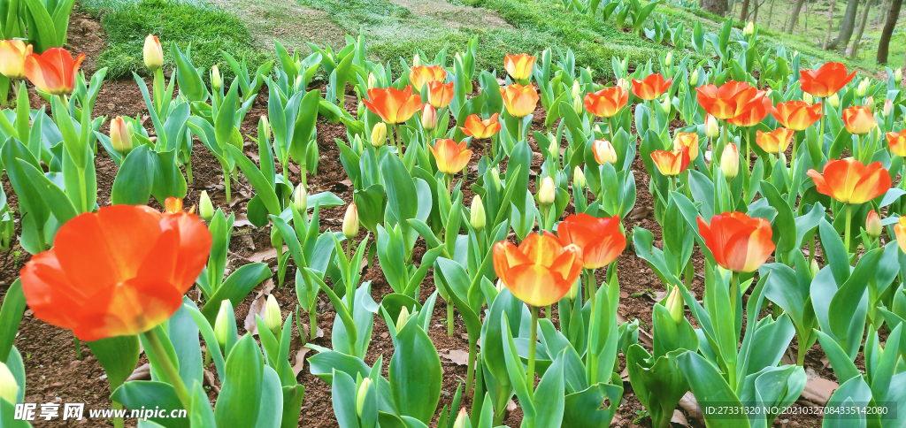 郁金香花田