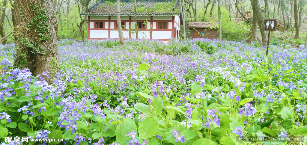 紫色诸葛菜花田