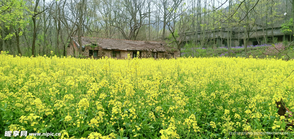 油菜花田世外桃源