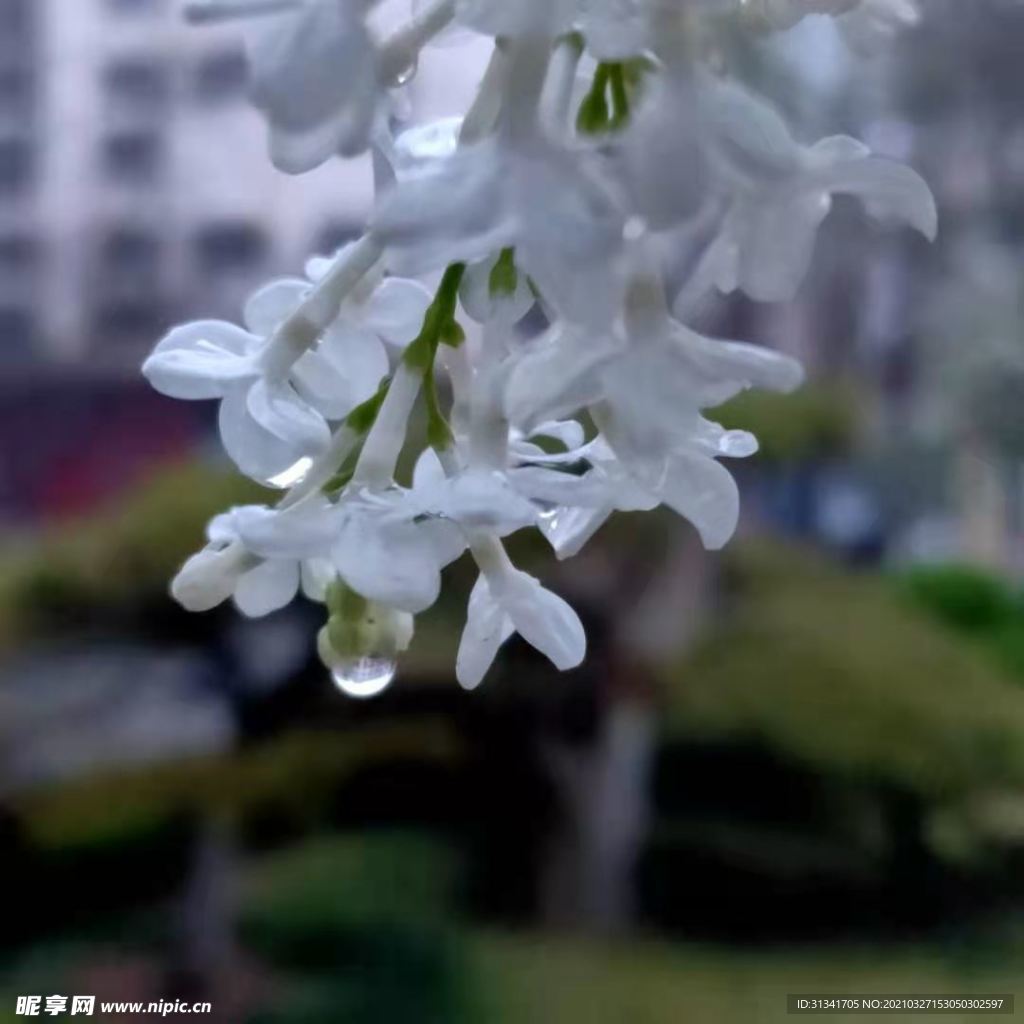 雨后