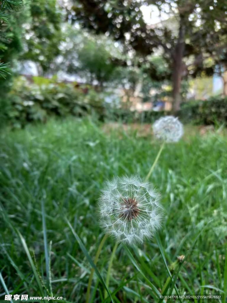 草地