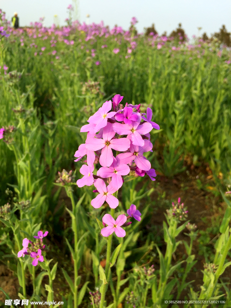 欧亚香花芥蓝香芥蓝色紫色花束绿