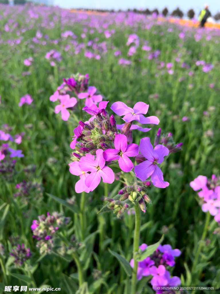 欧亚香花芥蓝香芥蓝色紫色花束绿