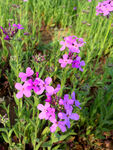 欧亚香花芥蓝香芥蓝色紫色花束