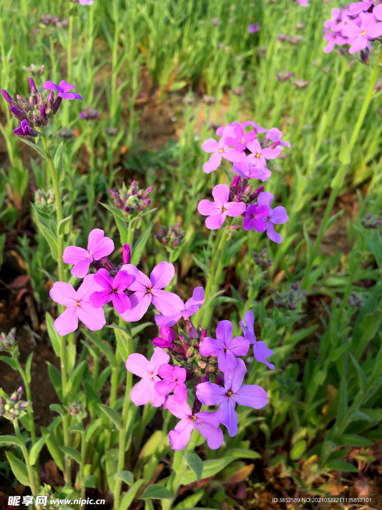 欧亚香花芥蓝香芥蓝色紫色花束