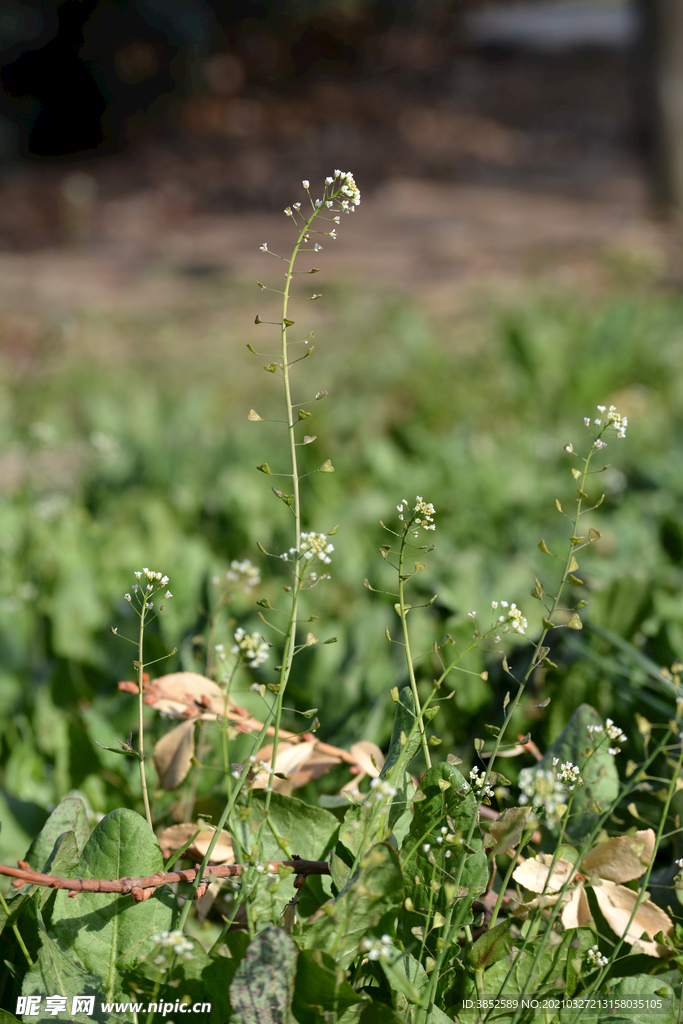 春天野花 白色荠菜花