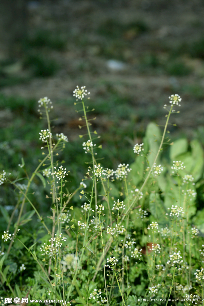 春天野花 白色荠菜花