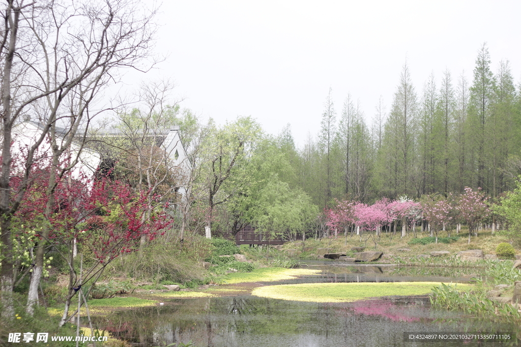 一池桃花开