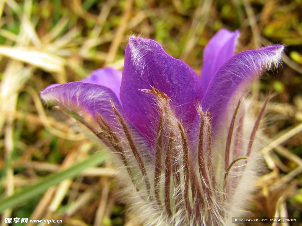 白头翁鲜花摄影美图