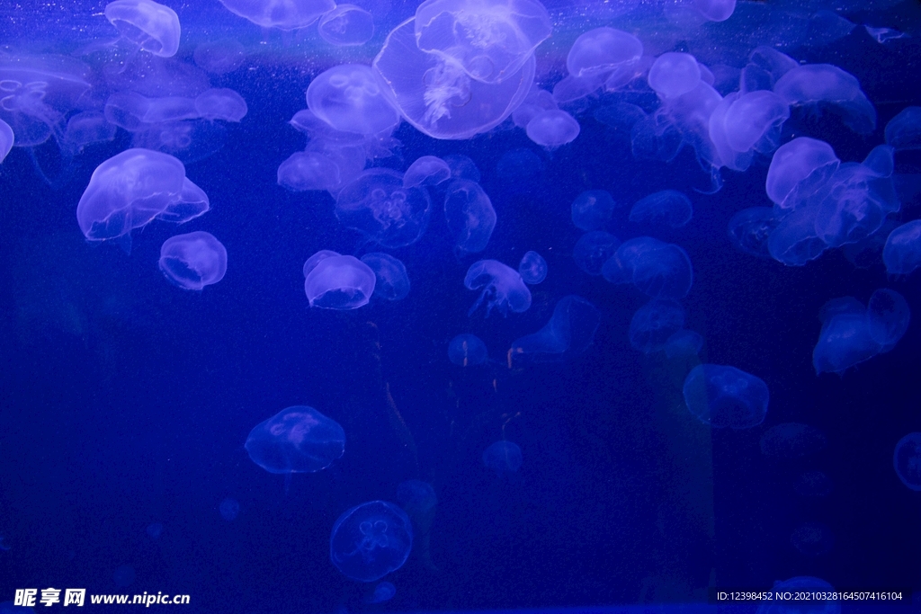 海洋中的水母