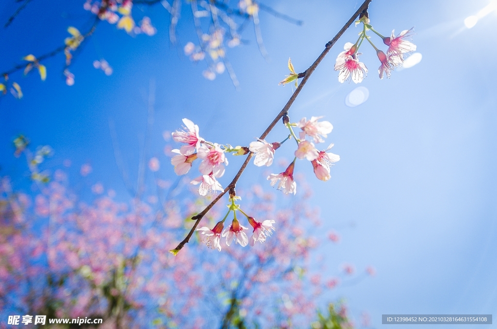 美丽的樱花