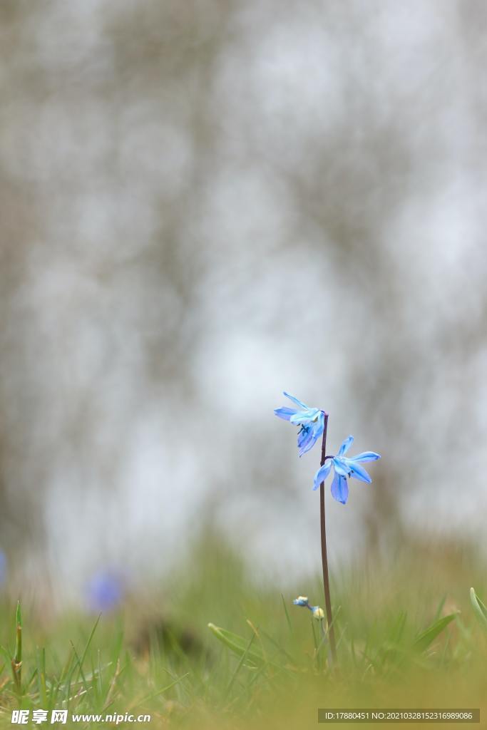 花卉