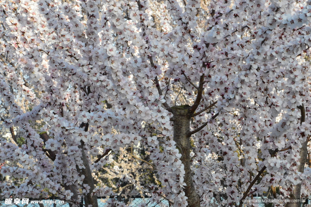 山桃花