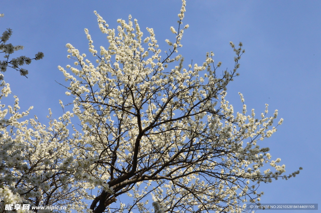 山桃花