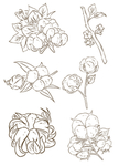 手绘棉花插画