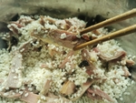 腊肉