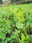 豌豆嫩芽