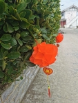 红色灯笼