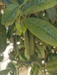 橄榄