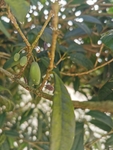 橄榄