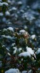 雪