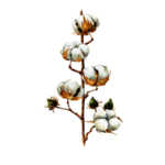 棉花素材