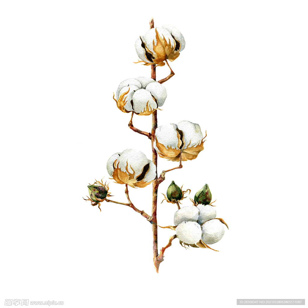 棉花素材
