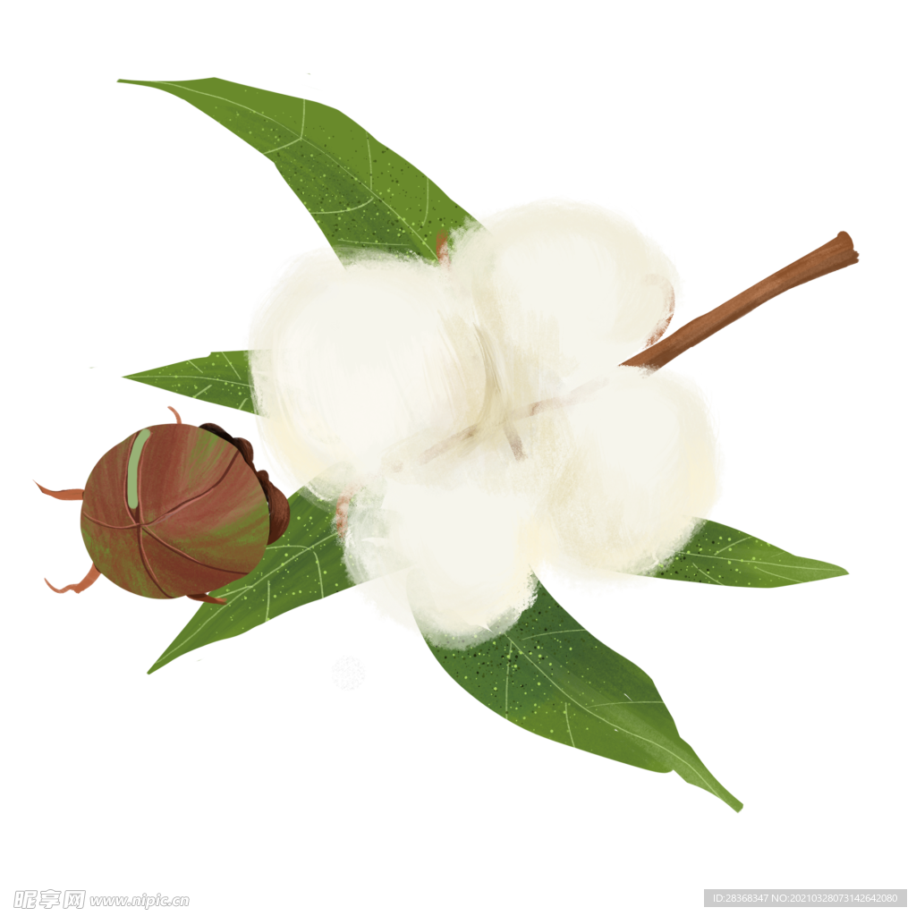 棉花素材