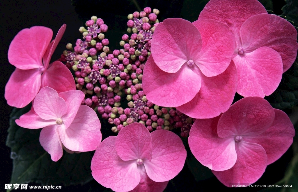 绣球花