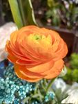 花毛茛