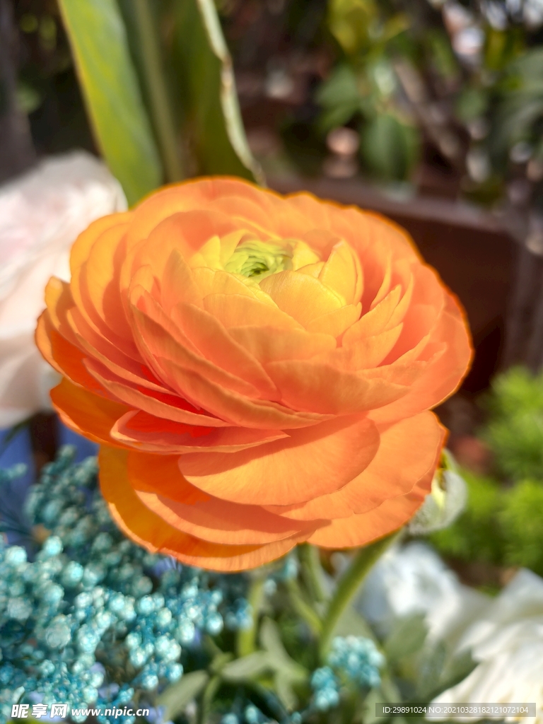 花毛茛