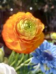 花毛茛