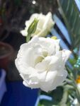 鲜花