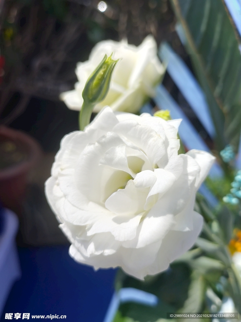 鲜花