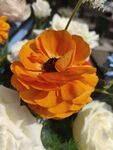 花毛茛