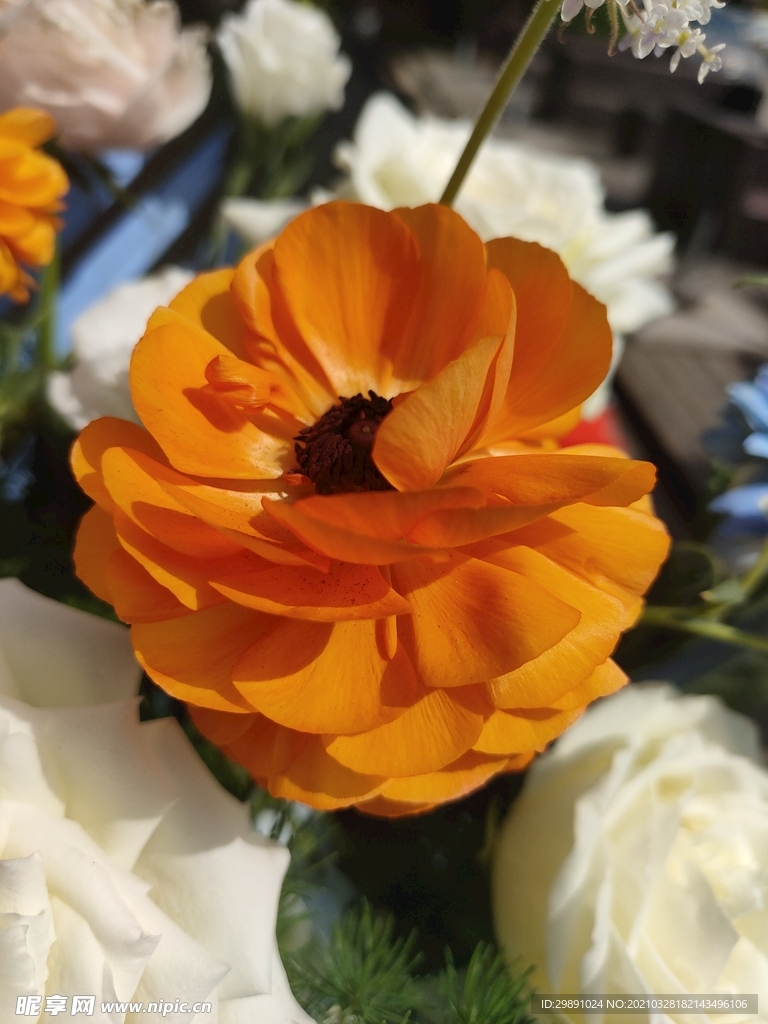 花毛茛