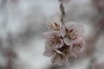 一团花