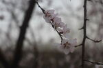 花串