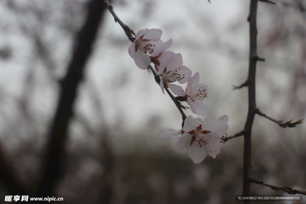 花串