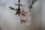 两朵花