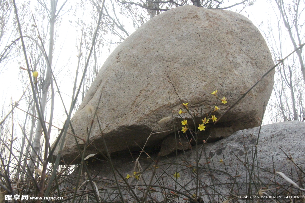迎春花