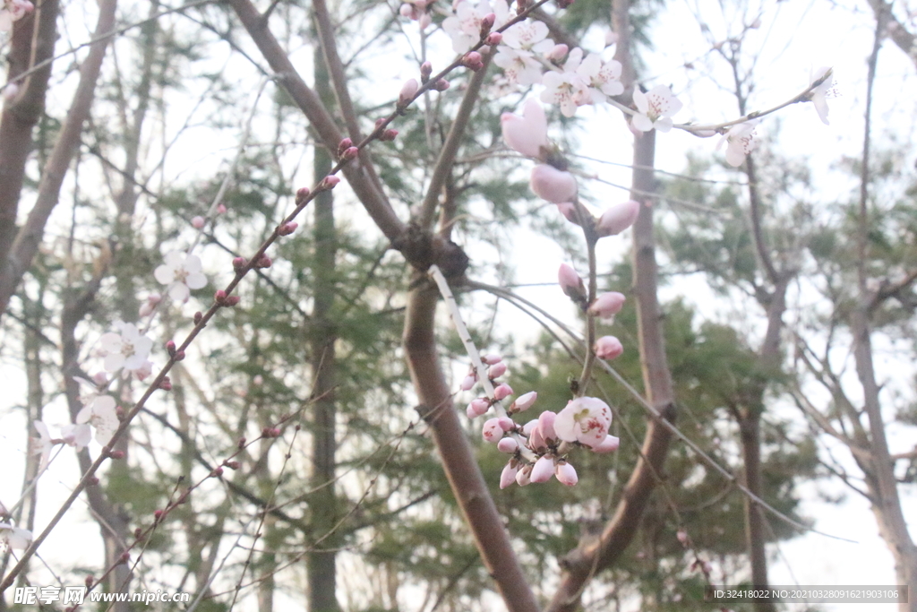 花枝